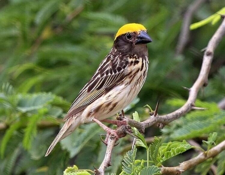 ciri-burung-manyar-jantan-trotol-yang-membedakannya-dengan-betina-1894552