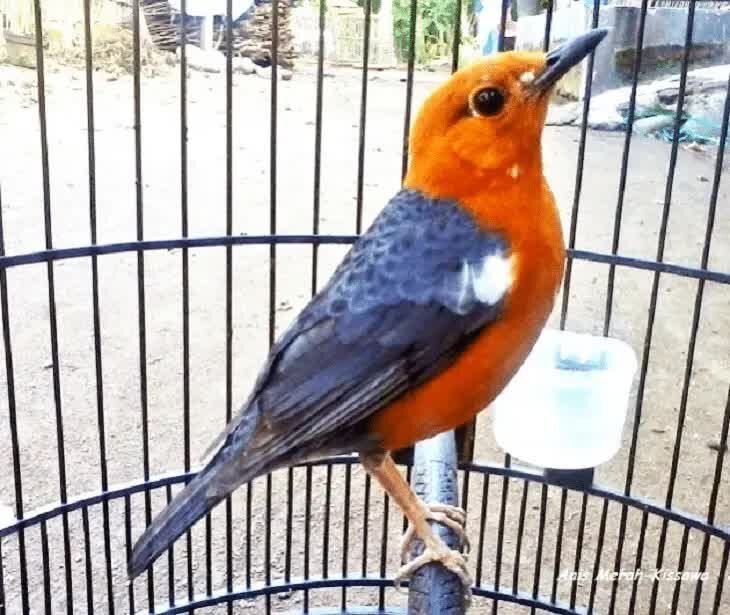 ciri-ciri-burung-anis-merah-ngedrop-6731256