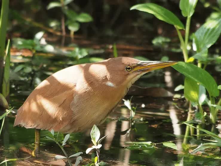 ciri-ciri-burung-bambangan-merah-dan-habitatnya-8834601