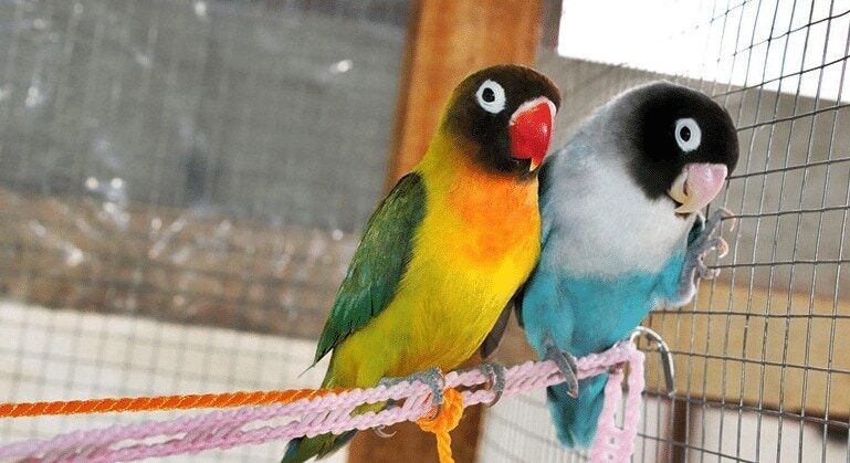 ciri-fisik-lovebird-ngekek-panjang-untuk-kompetisi-8508618