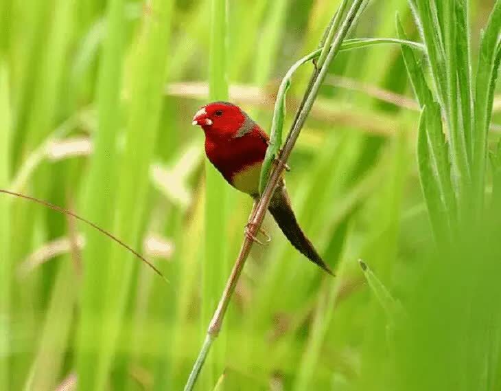 ciri-khas-burung-pipit-matari-6988389