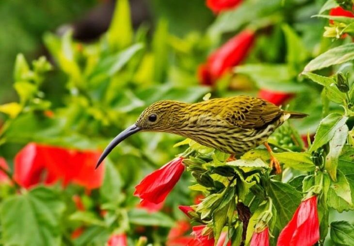 ciri-khas-kolibri-rimba-8351039