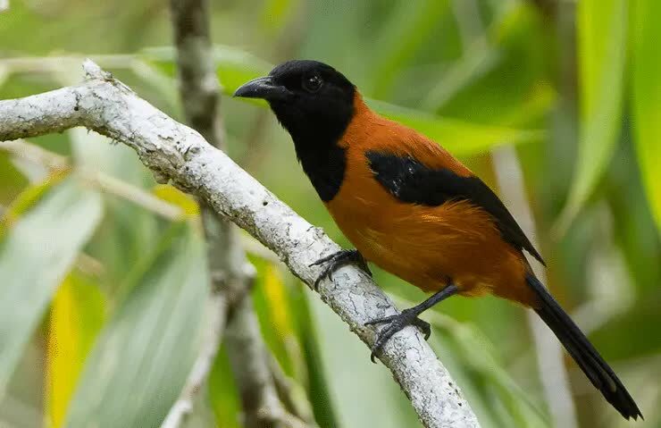 ciri-khas-dan-perilaku-burung-pitohui-endemik-dari-papua-3771421