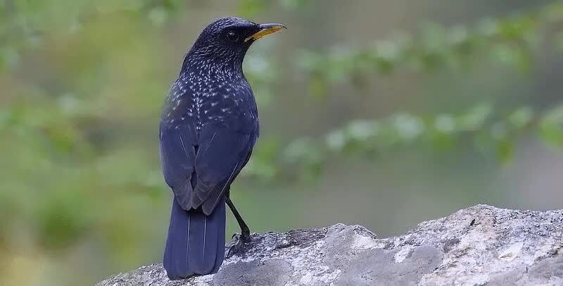 ciung-batu-siul-4744211