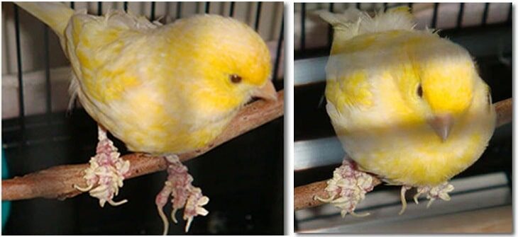 gunakan-cara-menghilangkan-kerak-pada-kaki-kenari-yang-ampuh-8617807