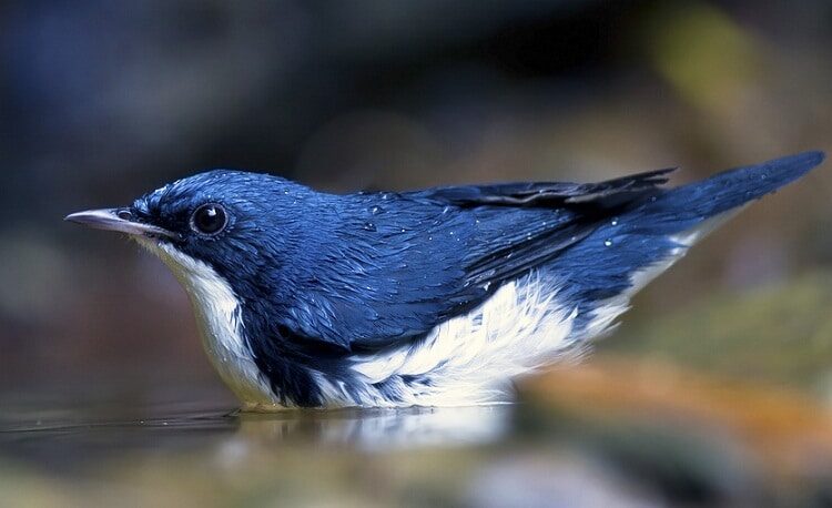 habitat-burung-berkecet-siberia-1668198