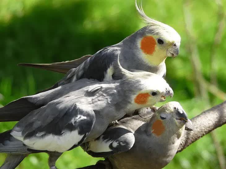 habitat-burung-cockatiel-9374858