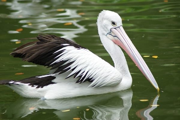 habitat-burung-pelikan-beserta-persebaran-dan-perilakunya-flickr-com_-8358532