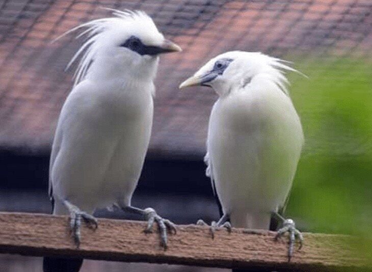 indukan-burung-jalak-bali-1141041