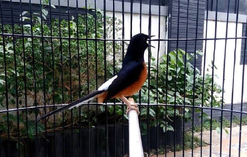 kenali-lebih-dalam-kelebihan-dan-kekurangan-suntik-putih-8044878