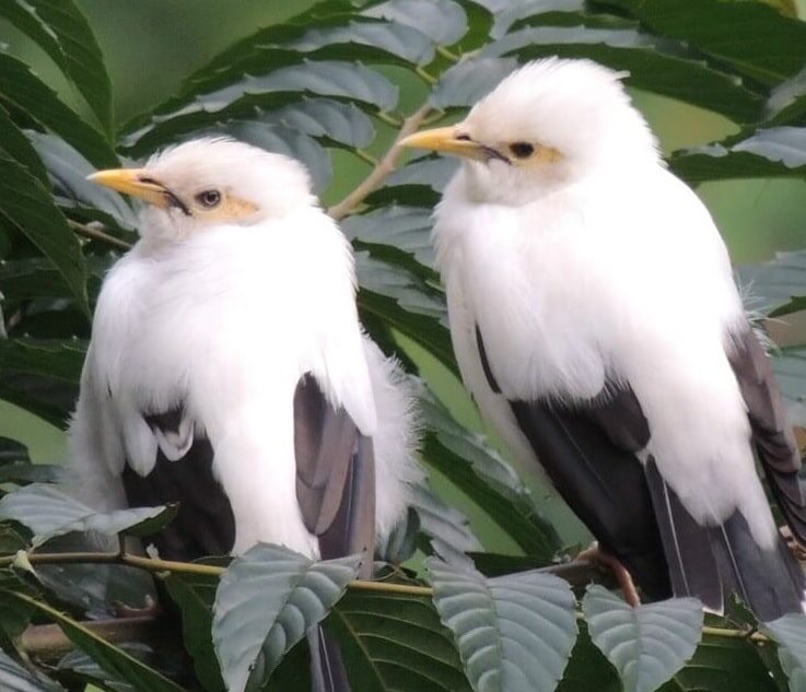 kendala-ternak-jalak-putih-dan-penanganan-yang-tepat-3361800