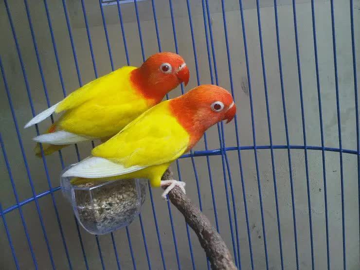 lovebird-biola-lutino-3971831
