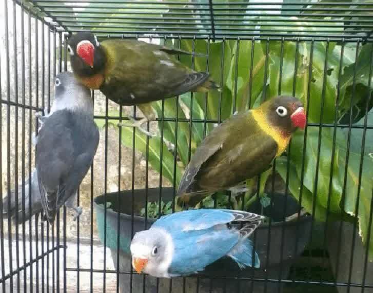 lovebird-olive-2482168