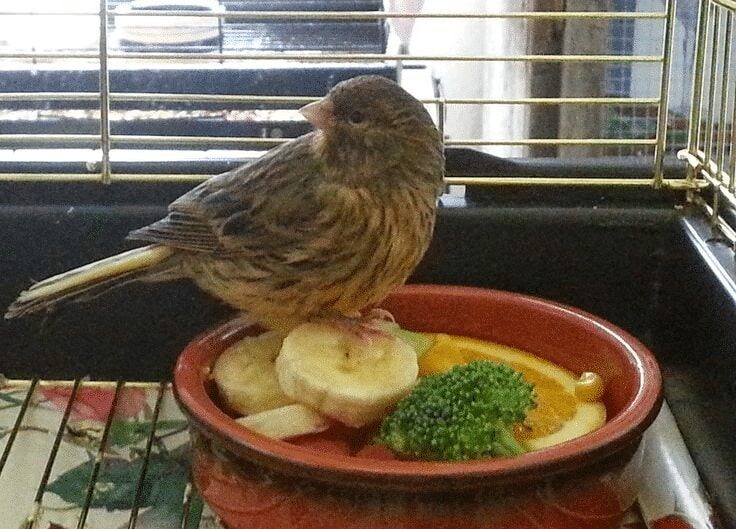 makanan-tambahan-burung-kenari-pasca-mabung-4069371