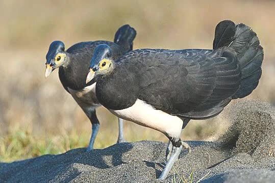 maleo-waigeo-1705655