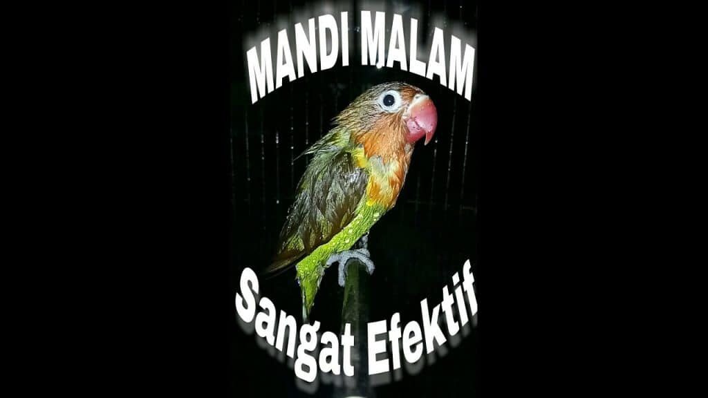 mandi-malam-burung-8959717