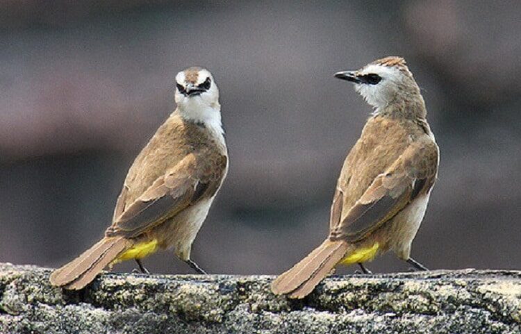 manfaat-jahe-untuk-burung-trucukan-yang-wajib-anda-ketahui-2776107