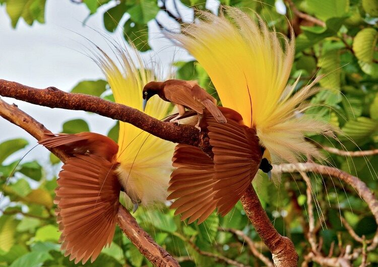 mengenal-burung-cendrawasih-kuning-kecil-yang-kini-terancam-punah-3605282