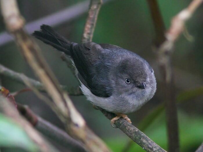 mengenal-burung-cerecet-jawa-habitat-ciri-dan-perilakunya-8569270