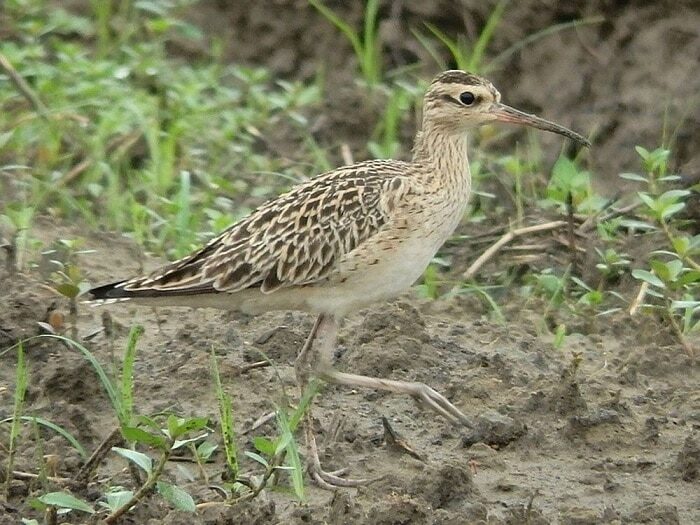mengenal-burung-gajahan-kecil-habitat-dan-perjumpaannya-5427771