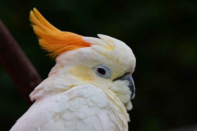 mengenal-burung-kakatua-sumba-yang-sudah-hampir-punah-6755478