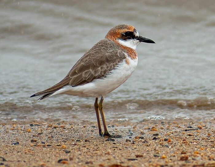 mengenal-ciri-khas-burung-cerek-pasir-besar-dan-habitatnya-5661826