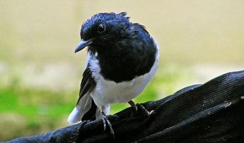 mengetahui-cara-mengatasi-kacer-nyilet-paling-efektif-9694020