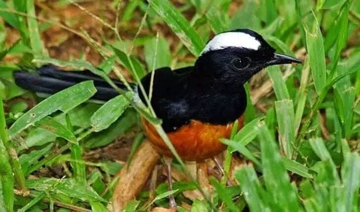 mengetahui-ciri-khusus-burung-murai-batu-kalimantan-9769752