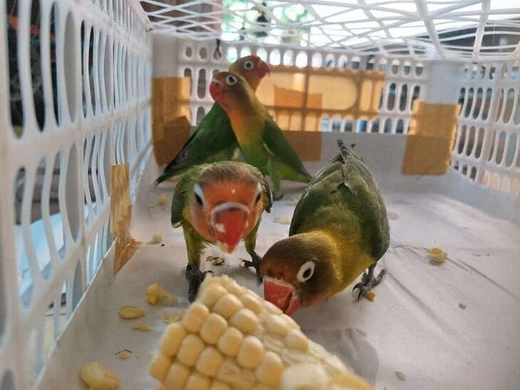 mengetahui-efek-samping-jagung-untuk-lovebird-saat-dilombakan-1456702