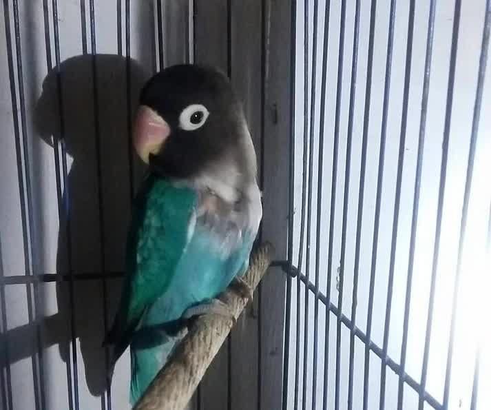 mengetahui-lebih-jauh-penyebab-burung-love-bird-nyabut-bulu-8654071