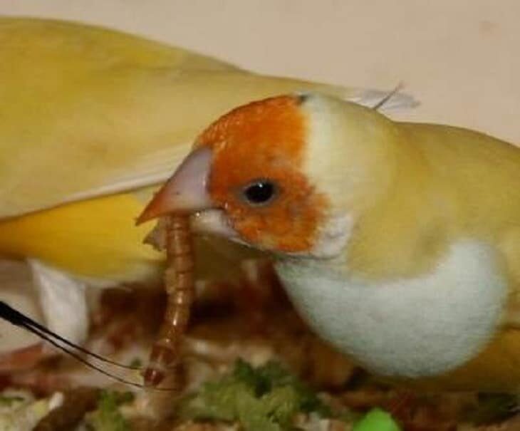 mengetahui-manfaat-ulat-kandang-untuk-burung-kicauan-1065892