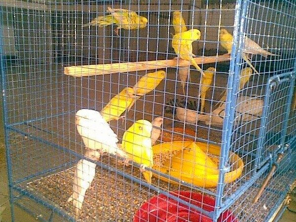 model-dan-tipe-kandang-burung-parkit-yang-ideal-8936739