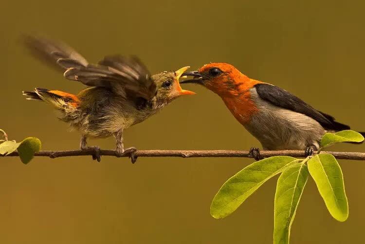 mwngetahui-jenis-burung-kamade-dan-ciri-fisiknya-1184952