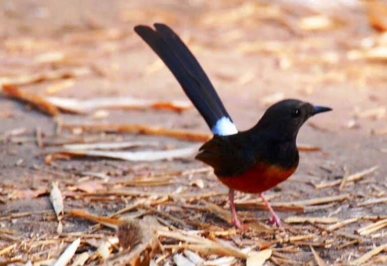 obat-burung-murai-stres-paling-ampuh-dan-mudah-diperoleh-9118550