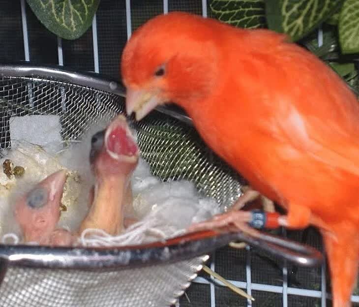 pemisahan-anakan-burung-kenari-dari-induknya-1599341