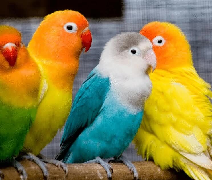 perawatan-bulu-lovebird-6250679