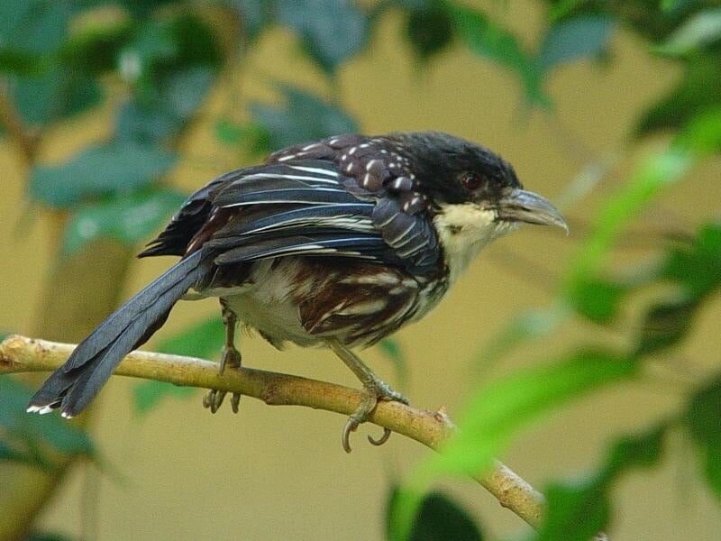 perbedaan-burung-cendet-kembang-dengan-cendet-biasa-2495074