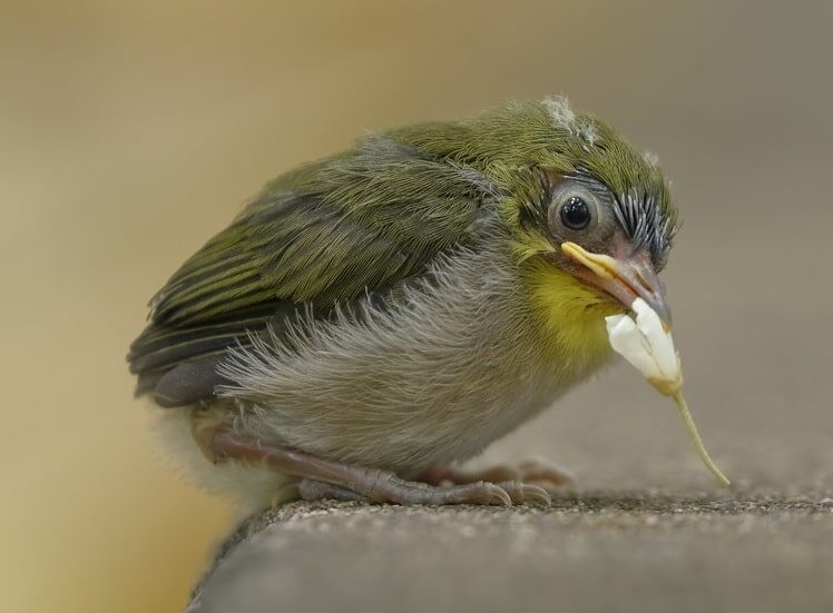 perilaku-burung-pleci-jepang-2661577