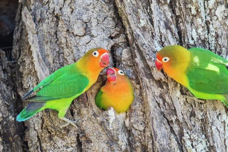 perkembangbiakan-lovebird-kacamata-fischer-3034117