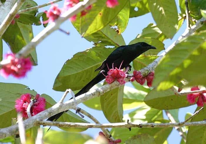 perling-ekor-panjang_aplonis-magna-3953143