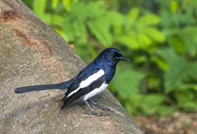 proses-mabung-burung-kacer-dan-perawatannya-5091523