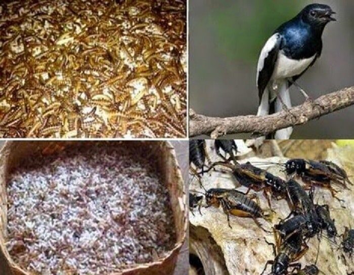 racikan-pakan-burung-kacer-biar-gacor-dan-ngeplong-8712682