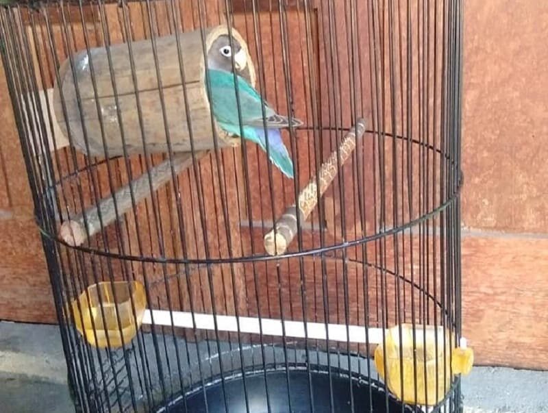 setingan-lovebird-glodok-bambu-lengkap-dengan-manfaatnya-5326338