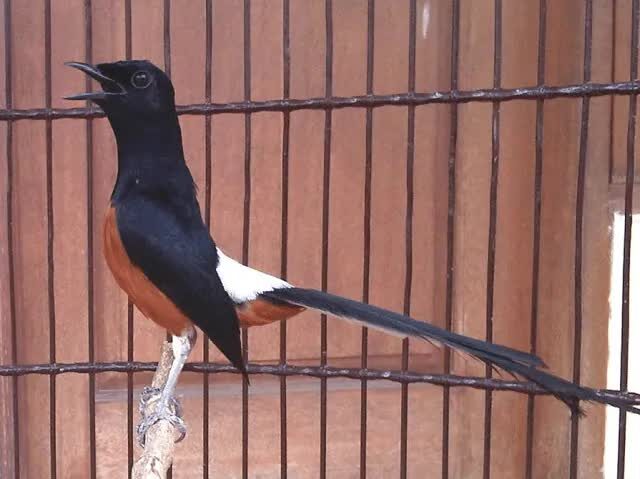 suara-murai-batu-9004125