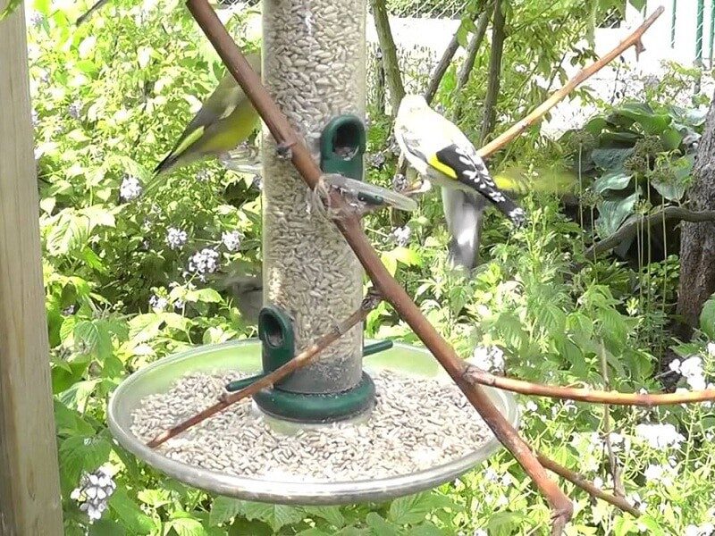 top-6-cara-membuat-jebakan-burung-sederhana-dan-mudah-9752264