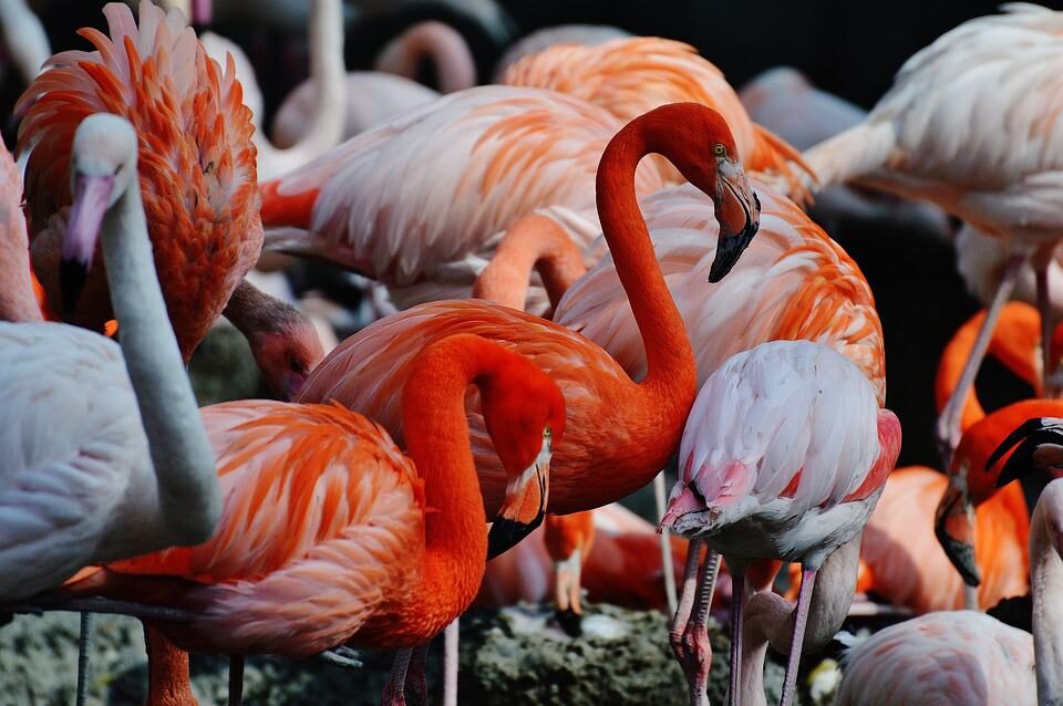 flamingos-1346637_960_720-3765300