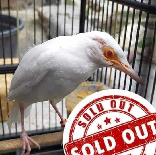 jalak-suren-albino-4494063