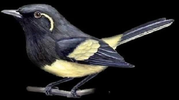 kehicap-biak-7356266