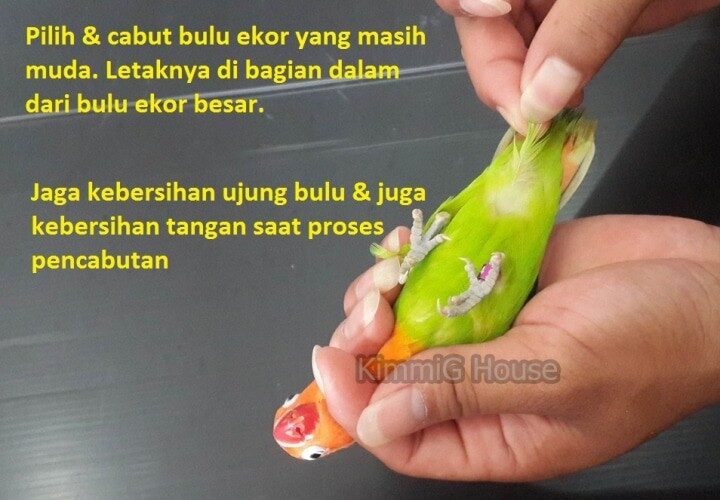 kimmig-house-4142056