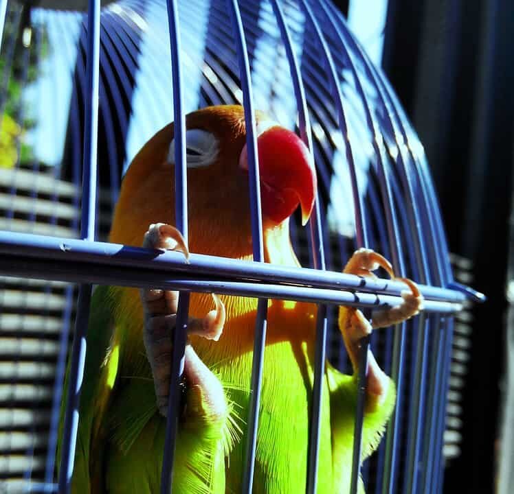 lovebird-1491663_960_720-3348446